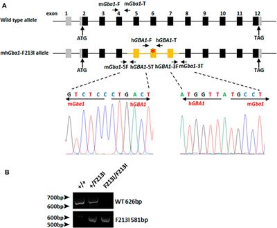 Establishment and Phenotypic Analysis of the Novel Gaucher Disease Mouse Model With the Partially Humanized Gba1 Gene and F213I Mutation